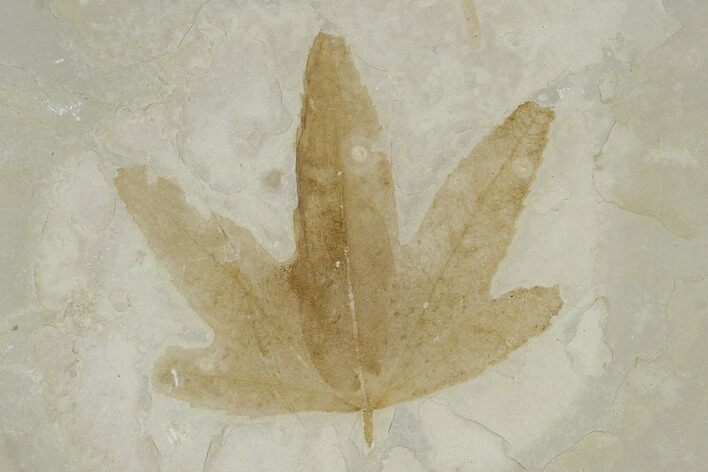 Fossil Sycamore Leaf (Platanus) - Green River Formation, Utah #117986